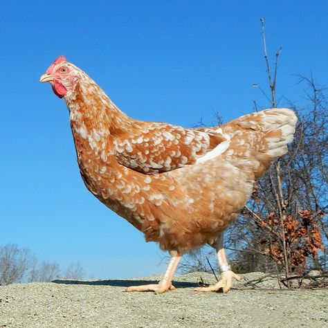 Swedish Flower Hen Marans Chicken, Swedish Flower Hen, Chicken Keeping, Snow Flower, Egg Box, Hatching Eggs, Chicken Breeds, Pet Chickens, Chicken Eggs