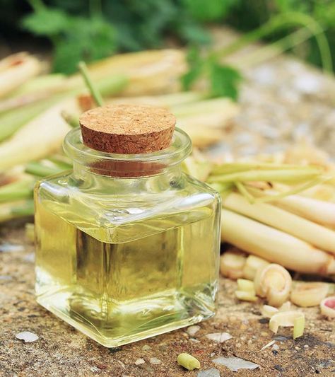 What Lemongrass Essential Oil Is Good For – 17 Amazing Benefits Lemongrass Essential Oil Benefits, Benefits Of Rice, How To Get Rid Of Gnats, Lemongrass Oil, Essential Oil Benefits, Fruit Flies, Lemongrass Essential Oil, Detox Your Body, Oil Benefits