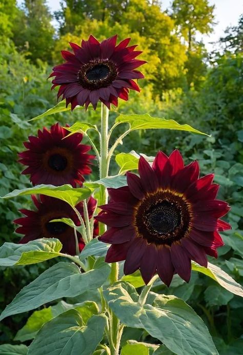 Sunflower Quilt, Sunflower Quilts, Sunflowers And Daisies, Red Sunflowers, Sunflower Pictures, Helianthus Annuus, Sunflower Wallpaper, Unusual Flowers, Pollinator Garden