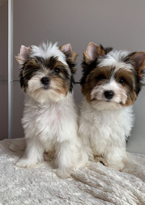 Biewer Terrier Puppies, Biewer Terrier For Sale, Biewer Terrier Haircut, Yorkie Pictures, Biewer Yorkshire, Biewer Terrier, Biewer Yorkie, Yorkie Terrier, Maltipoo Puppy