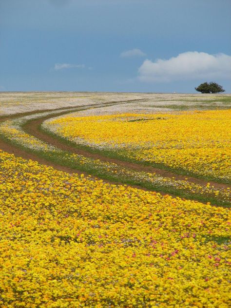 Namaqualand, South Africa. Via Mary Thompson Northern Cape, Farm Scene, Travel South, Southern Africa, Africa Travel, Mellow Yellow, Oh The Places Youll Go, Beautiful World, West Coast