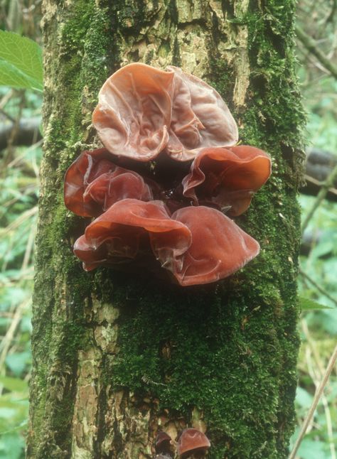 Jelly's Ears, Auricularia Auricula-Judae, from the Roger's Mushrooms App Mushroom Foraging, Jelly, Stuffed Mushrooms, Photography