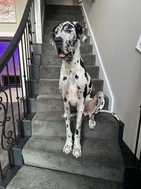 My big boy. He is my heart. Great Dane Black, Dalmatian Lab Mix Dogs, Great Dane Puppy Black, Grey And Black Great Dane, Great Dane Black And White, Great Dane Next To Person, Dream Puppy, The Great Dane, Pet Ideas