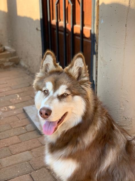 Brown Husky Aesthetic, Brown Malamute, Husky Aesthetic, Brown Siberian Husky, Brown Husky, Cute Doge, German Shepherd Husky Mix, Golden Retriever Husky, My Husky