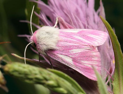 Pink Moth, Moth Species, Moth, Tumblr, Purple, Pink