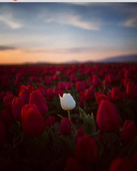 😍🌷❤ Vintage Flowers Wallpaper, Meaningful Drawings, Lovely Flowers Wallpaper, Sunflower Wallpaper, Tulip Fields, Nothing But Flowers, Red Tulips, Pretty Places, Flower Wallpaper