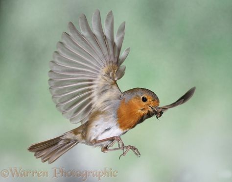 European Robin in flight photo Bird Flying Out Of Cage, Robin In Flight, Cage Art, Robin Photography, Birds Photos, Robin Photos, Vogel Tattoo, European Robin, Robin Redbreast