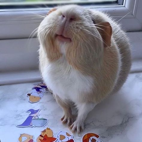 Guinnea Pig, Silly Animal Pictures, Chinchilla Cute, Guinea Pigs Funny, Guinea Pig Accessories, Happy Pig, Pet Guinea Pigs, Cute Small Animals, Cute Guinea Pigs