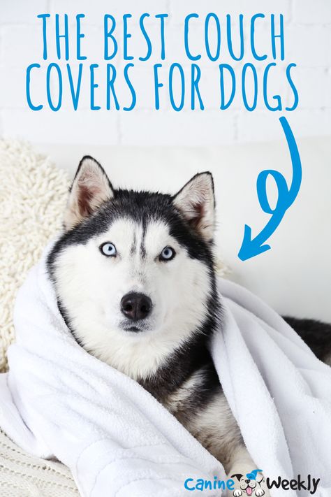 Couch Cover For Dogs, Diy Couch Covers, No Sew Slipcover, Couch Covers For Pets, Cheap Couch Covers, Homemade Couch, Couch Cover Ideas, Best Couch Covers, Diy Furniture Covers