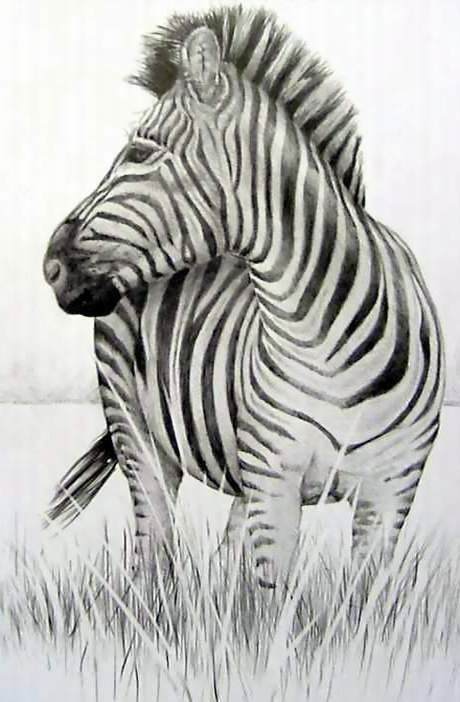 Zebra Drawing Sketches, Zebra Drawing, Zebra Art, Pencil Drawings Of Animals, Travel Sketches, Girl's Room, Pencil Drawings, Drawing Sketches, Drawings