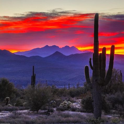 Desert sunset Arizona Sunset, Arizona Landscape, Desert Dream, Image Nature, Desert Painting, Desert Sunset, Southwest Art, Desert Landscaping, In The Desert