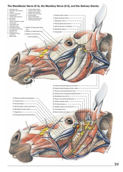 Anatomy of the horse Veterinary Technician Gifts, Veterinary Anatomy, Equine Veterinary, Med Vet, Animal Studies, Horse Skull, Veterinary Science, Vet Medicine, Vet Assistant