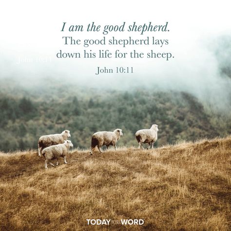 John 10:11 I am the good shepherd. The good shepherd lays down his life for the sheep. Get the Today in the Word devotional app—100% FREE! https://www.todayintheword.org/mobile-apps/ John 10 11, I Am The Good Shepherd, Good Shepherd, Study Bible, Scripture Pictures, The Good Shepherd, The Sheep, Bible Prayers, July 31