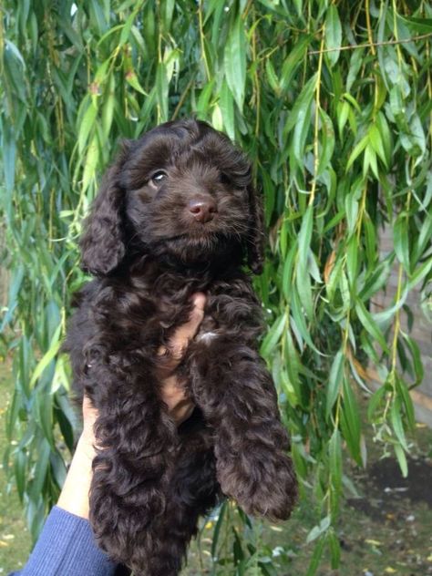 Ruby my chocolate Cockapoo. One today ❤️ Cavapoo Chocolate, Chocolate Maltipoo, Chocolate Cavapoo, Cockapoo Chocolate, Chocolate Toy Poodle, Chocolate Cockapoo, Brown Cockapoo, Chocolate Poodle, Cute Fluffy Puppies