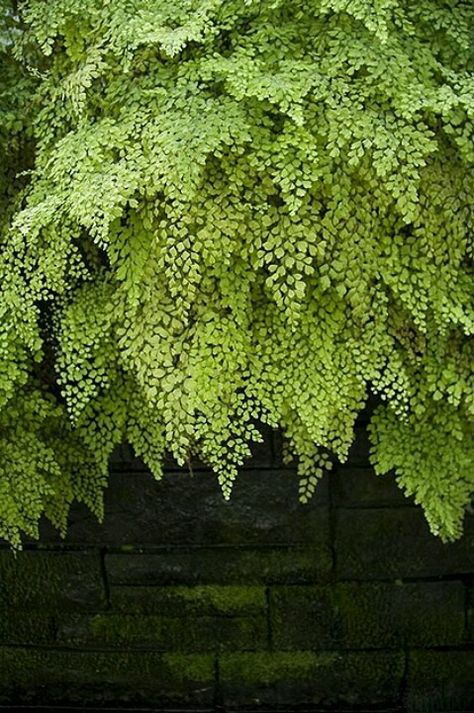 Maidenhair fern cascading down a moss covered wall. Beautiful in it's serene simplicity. Manicured Garden, Maiden Hair, Maidenhair Fern, Shade Plants, Living Wall, Garden Cottage, Backyards, Shade Garden, Dream Garden