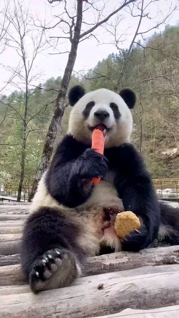 Panda on Instagram: "Feels like a long time since I saw a panda eat💚 🎬: TikTok /@bigpandapandas ( All credits are reserved for their respective owners 💼 ) ---------- 👨‍👨‍👦‍👦 👫⤵ Double tap & tag your friend Below! 💖 💗 😍😍😍😍 🔔 Turn Post Notification On * Check our page for more cool photos 💯 👉 Check the LINK IN OUR BIO 👆 👍 Perfect gift for your family members and FRIENDS. 💯 Satisfaction guaranteed! Thank you ! 💟💟💟 〰️〰️〰️〰️〰️〰️〰️〰️〰️〰️〰️ #pandagram #pandasquad #puppy #photooft Panda Family, Panda Eyes, Panda Express, Panda Love, Giant Panda, Baby Panda, Instagram Food, Double Tap, Panda Bear