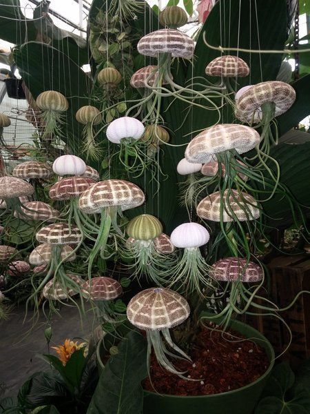 Jellyfish Hanging, Air Plants Diy, Air Plants Decor, Garden Globes, Air Plant Display, Succulent Gardening, Jelly Fish, Unusual Plants, Unusual Flowers