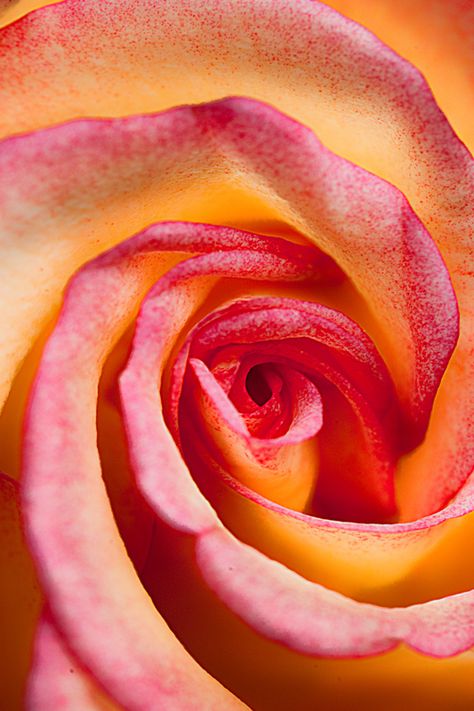 ~~ winding rose ~~ Orange Raspberry, Flowers Indoor, Natural Form Art, Plant Fungus, Flower Close Up, Macro Flower, Orange And Pink, Natural Forms, Patterns In Nature