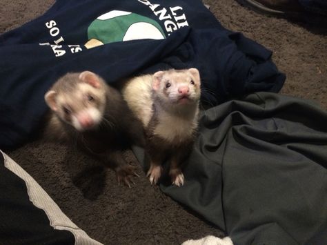 My sons two ferrets Princess and boom boom Two Ferrets, Goofy Animals, Cute Ferrets, Num Num, My Sons, Little Critter, Boom Boom, Silly Animals, Crazy Dog