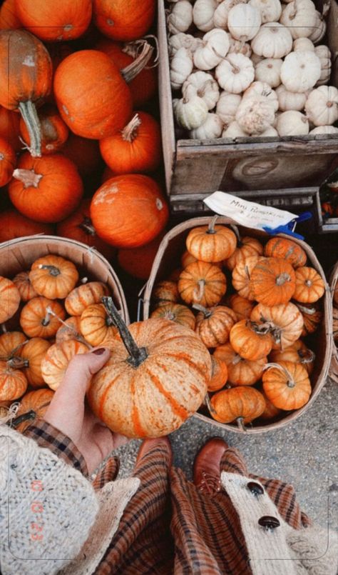 October Harvest in New England, USA. Halloween New England, New England Usa, Us Road Trip, Harvest Festival, Halloween News, New England, Road Trip, England, Festival