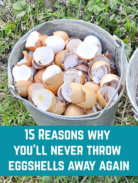 What do you do with your eggshells? If you throw them away or simply compost them, you're missing out on so many brilliant uses! Garden Remedies, Vegetable Garden Diy, Garden Help, Veg Garden, Home Vegetable Garden, Organic Gardening Tips, Summer Decorating Ideas, Garden Yard Ideas, Vegetable Garden Design