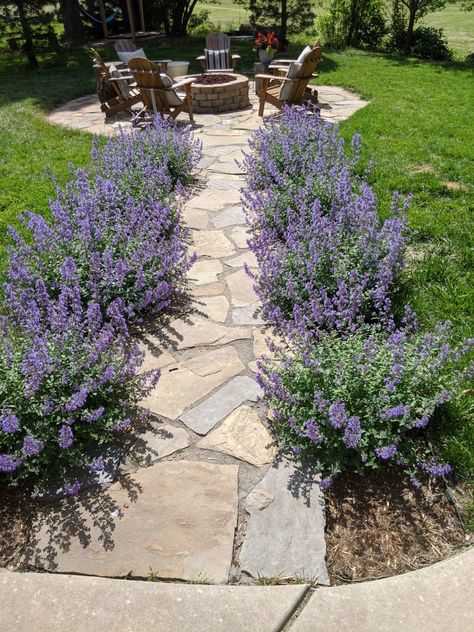 Front Yard Lavender, Lavender And Hosta Garden, Plants Next To Walkway, Catmint Walkers Low, Backyard Lavender Garden, Walkers Low Catmint Garden Design, Walkers Low Catmint, Boxwood And Catmint Landscaping, Lavender Front Yard