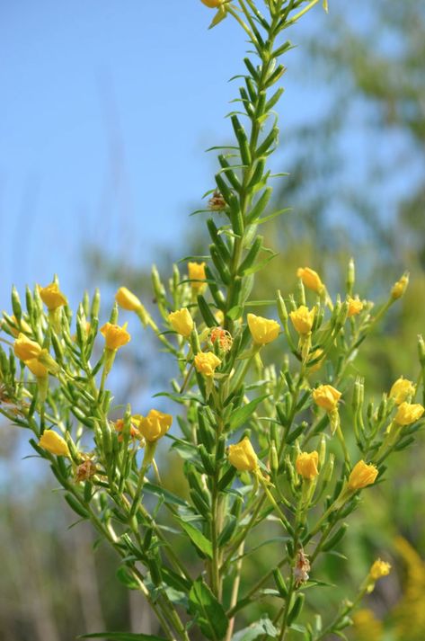 Native Plants that Attract Birds - Finding Sea Turtles Greenhouse Base, Evening Primrose Flower, Primrose Plant, Primrose Flower, Plants That Attract Butterflies, Bee Friendly Plants, Swamp Milkweed, Cardinal Flower, Trumpet Vine