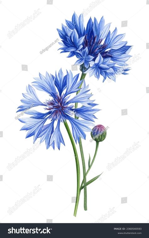 Blue Wildflower Beautiful Bouquet Cornflower Flowers Stock Illustration 2360540593 | Shutterstock Cornflower Blue Tattoo, Drawing Blue Flowers, Cornflower Illustration, Acryl Art, Corn Flower, Blue Tattoo, Blue Cornflower, Family Drawing, Border Embroidery Designs