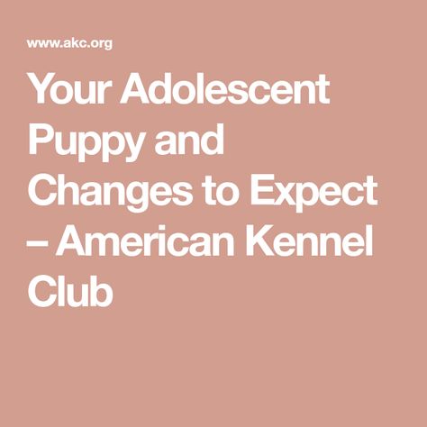 Your Adolescent Puppy and Changes to Expect – American Kennel Club Puppy Proofing, Puppy Sitting, Purina Pro Plan, Puppy Chewing, Crate Training, Training Your Puppy, American Kennel Club, Make Good Choices, Positive Reinforcement