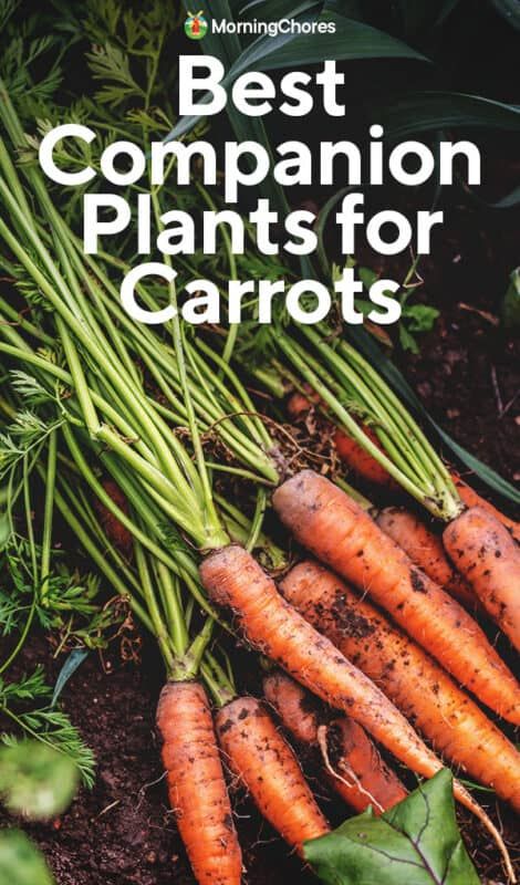 15 of the Best Companion Plants for Carrots (and Some to Avoid) Carrot Companion Plants, Morning Chores, Best Companion Plants, Carrot Gardening, Plant Friends, Growing Carrots, Carrot Flowers, Diy Garden Bed, Vegetable Patch