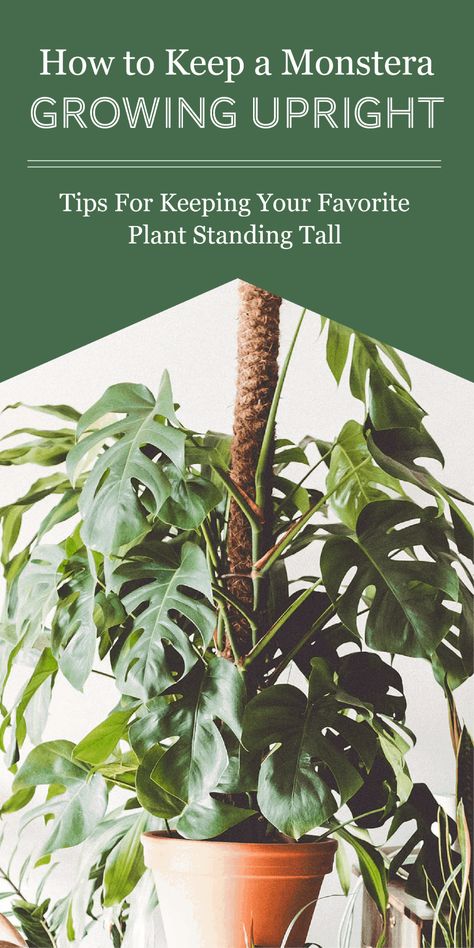 Support For Monstera Plant, Monstera Deliciosa Moss Pole, Monstera Adansonii Trellis Ideas, Monstera With Moss Pole, How To Use A Moss Pole Monstera, Stake Monstera Plant, Monstera Deliciosa Support, How To Tie Up Monstera Plant, Monstera Support Pole Diy