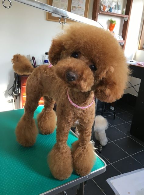 Japanese Poodle Grooming, Cute Poodle Haircut, Funny Poodle Haircuts, Shaved Poodle Haircut, Poodle Cuts Pet Grooming, Short Poodle Haircut, Mini Poodle Haircut, Mini Poodle Haircut Styles, Poodle Grooming Styles