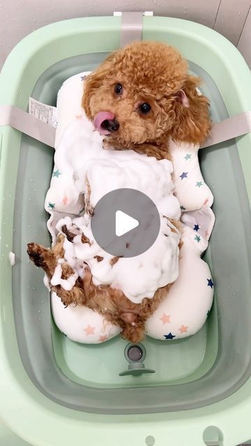 Puppy Loving's on Instagram: "Bath time 🥰" Cute Maltipoo Puppies, Cute Puppies Videos, Funny Dog Bath Videos, Bathing Your Dog, Bathing Dog At Home, Dog Bath Essentials, Puppy Bath Time, Dog Baths, Bathing Dog