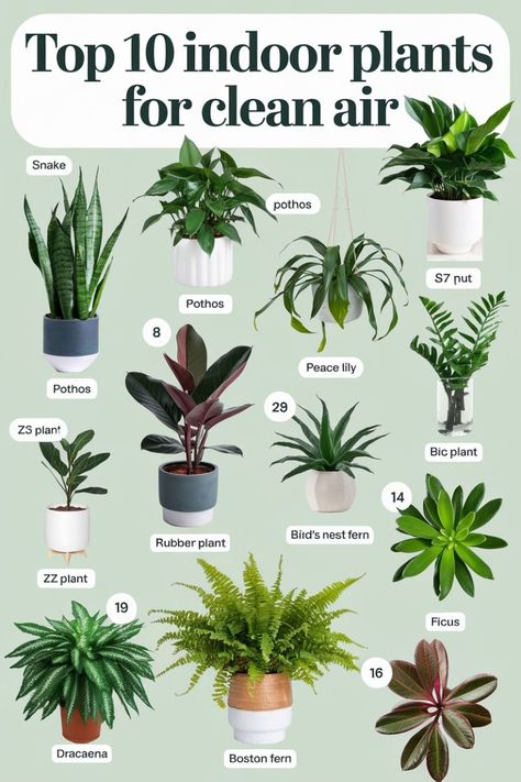 How To Plant Indoor Plants, Fragrance Plants Indoor, Top Indoor Plants, Beautiful Plants For Home, Indoor Plants For Apartments, Great House Plants, Plants Good For Air Quality, Home Design Plants, Air Purifier Plants Indoor