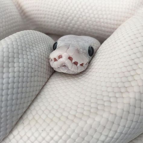 White Cobra Snake, Albino Snake Aesthetic, Snake Widget, Cute White Snake, White Snake Aesthetic, White Snake Art, Albino Snakes, Aesthetic Snakes, Snake Core