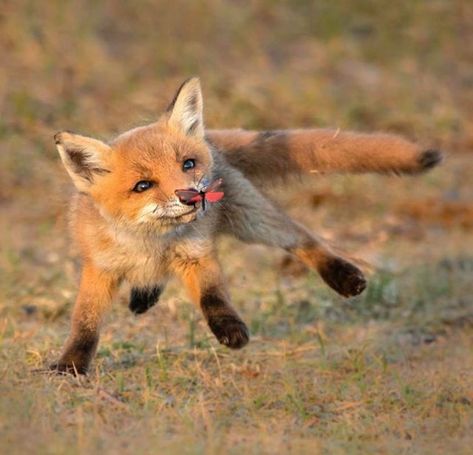 🔥 a red fox pup instinctively practicing its hunting skills with a butterfly 🔥 - NatureIsFuckingLit Fox Pups, Cute Foxes, Red Foxes, Fox Pictures, Pet Fox, Animal Reference, Pretty Animals, Animal References, Fox Art