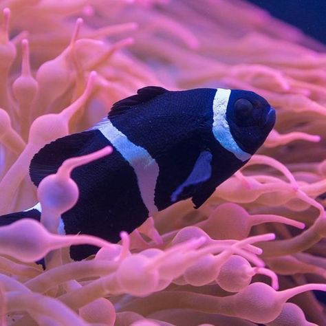 The ocellaris clownfish, also known as the false percula clownfish or common clownfish, is a marine fish belonging to the family Pomacentridae, which includes clownfishes and damselfishes. Amphiprion ocellaris are found in different colors, depending on where they are located. DO FOLLOW US: @cutepets_43 #blackandwhiteclown #clownfish #ocellarisclown #ocellarisfish Ocellaris Clownfish, Black And White Clown, Clownfish, Marine Fish, Clown Fish, The Family, Different Colors, Follow Us, Fish Pet