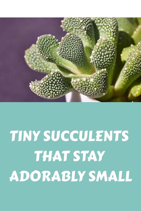 Tiny Succulents That Stay Adorably Small Mini Succulent Garden, Crassula Ovata, Easy Care Plants, Small Succulents, Hens And Chicks, Delicate Beauty, Low Maintenance Plants, Miniature Garden, Succulents Garden