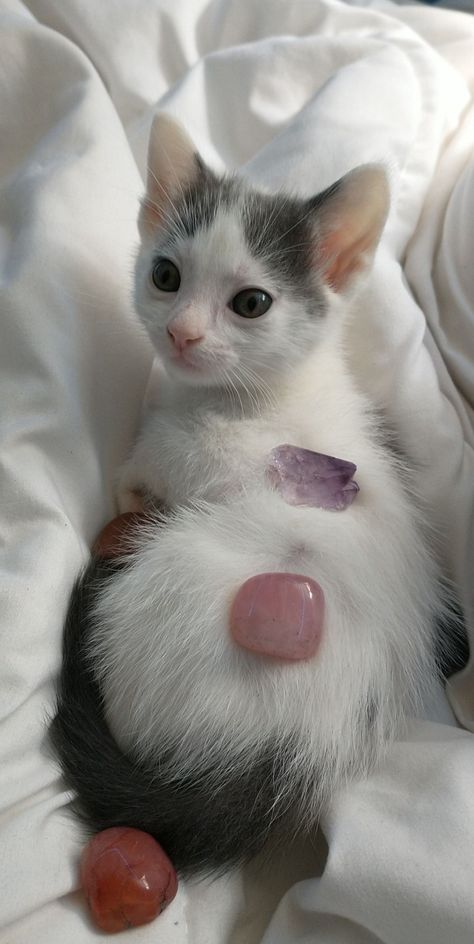 white gray kitten with spots crystals on kitten rose quartz Carnelian amethyst Kitten Pictures Aesthetic, White Cat With Grey Spots, Cats With Crystals, Cat With Spots, Cat With Crystals, Cats And Crystals, Cat Crystals, Gray And White Cat, Kitten Aesthetic