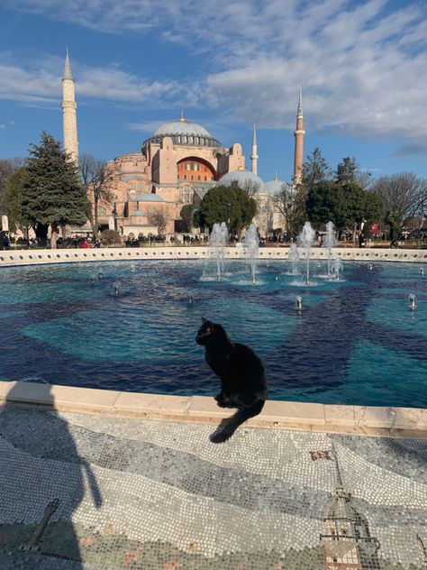 #istanbul #travel #turkey #aesthetic #hagiasofia aya sofia #cats Turkey Cats Aesthetic, Istanbul Cats Aesthetic, Aya Aesthetic, Aya Sofia Istanbul, Istanbul Cats, Travel Video Ideas, Turkey Aesthetic, Turkey Video, Aya Sofia