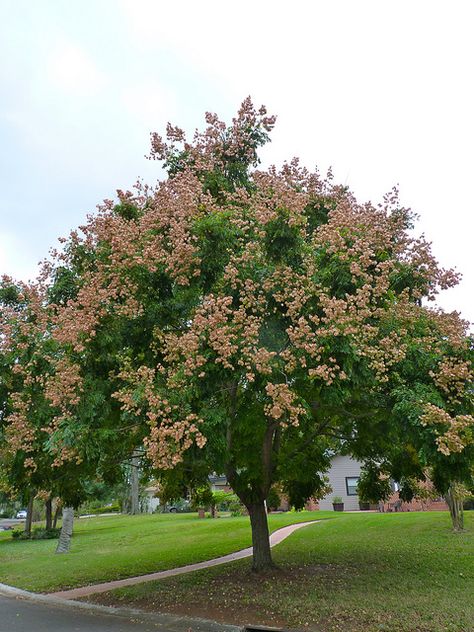 Goldenrain tree, Kimmie loves this tree Koelreuteria paniculata- Chinese Flame tree going in backyard Golden Rain Tree, Rain Tree, City Tree, Patio Trees, Tree Identification, Flame Tree, Pretty Trees, Street Trees, Growing Gardens