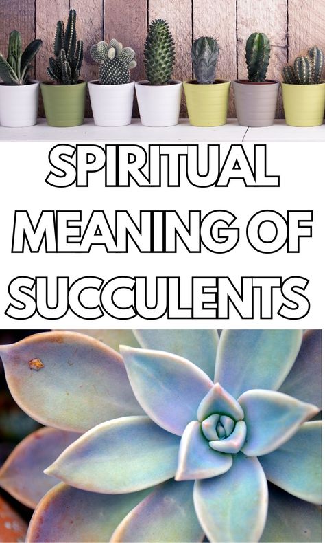 The Deep Symbolic and Spiritual Meaning of Succulents - On Your Journey Spiritual Meaning Of Plants, Plants And Meanings, Cactus Spiritual Meaning, Succulent Meaning, Spiritual Signs Symbols, Ponytail Plant, Nature Signs, Plant Meanings, Feng Shui Principles