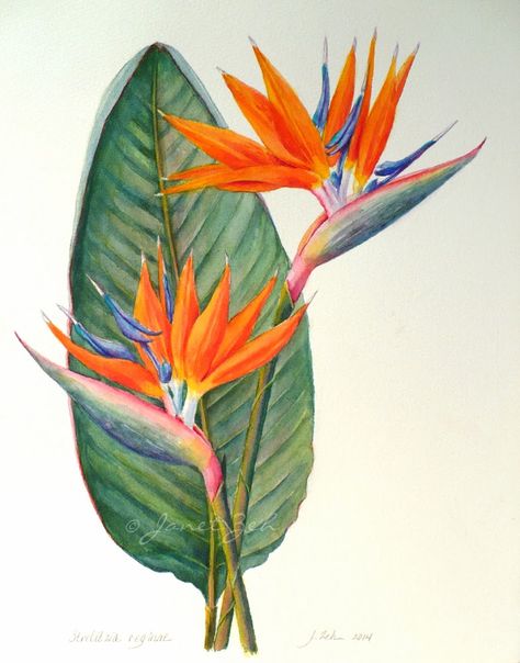 This painting of Bird of Paradise  is a commission for clients who live in Thailand. I wish I could grow this plant in my garden, but unfo... Bird Of Paradise Tattoo, Strelitzia Reginae, Paradise Painting, Bird Of Paradise Flower, Bird Of Paradise Plant, Paradise Flowers, Birds Of Paradise Flower, Watercolor Art Paintings, Soyut Sanat Tabloları