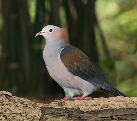 Green Imperial Pigeon | BirdPhotos.com Pigeon Breeds, Pigeon, Paloma, Birds, Green, Animals