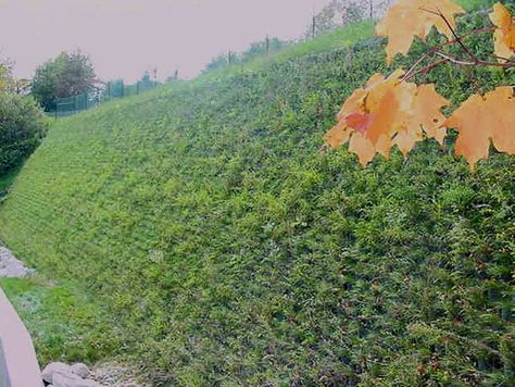 GEOWEB Geocells - Vegetated retaining wall system. After install, early vegetation. Green Retaining Wall, Wall Alternatives, Roanoke College, Wall Applications, Loading Dock, Gabion Wall, Green Walls, Retaining Walls, Wall Systems