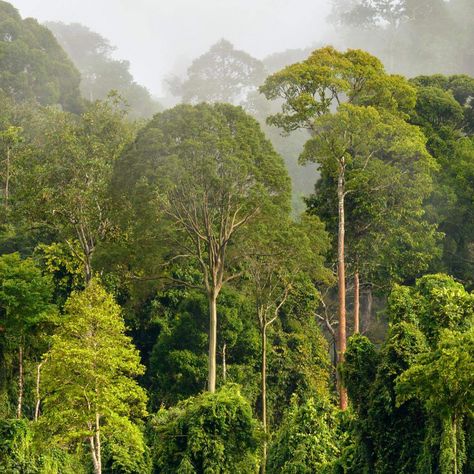 Malaysian rainforest canopy Rainforest Canopy, Jungle Life, Vis Dev, Plant Diseases, Sustainable Farming, The Rainforest, Nature Forest, Rain Forest, Forest Floor