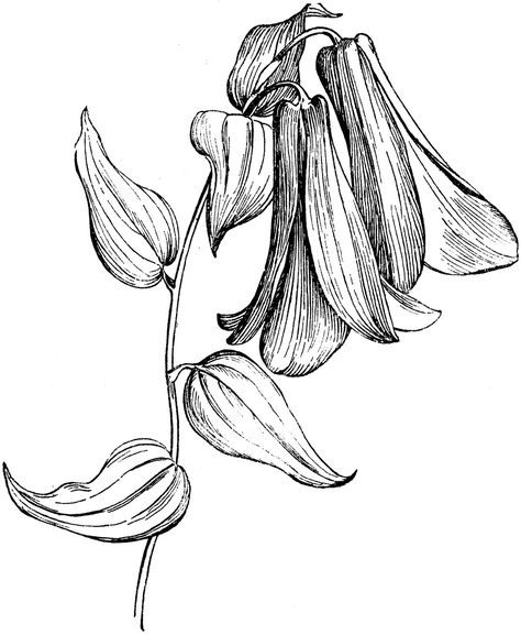 Chilean Bellflower- tattoo idea Lapageria Rosea, Rocket Ship Tattoo, Small Giraffe Tattoo, Nefertiti Tattoo, Scottish Tattoos, Small Henna Tattoos, Belle Tattoo, Side Hand Tattoos, Pagan Tattoo