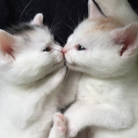 . Cat Kissing, Cat Kiss, Animals Kissing, Kitty Kisses, Kitten Pictures, White Kittens, Kittens And Puppies, Baby Kittens, Cute Cats And Dogs