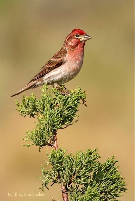 Haemorhous cassinii: A sonbird that inhabitats coniferous mountain forests in western North America and winters as far south as central Mexico. Birds Of North America, Birds Of A Feather, Bird Feathers, Pet Birds, North America, Forest, Birds, Animals, Quick Saves