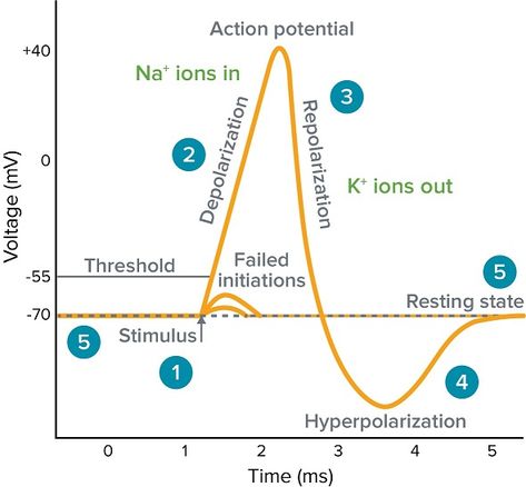 What is an Action Potential, Action Potential Chart, Membrane Potential | Molecular devices Action Potential Notes, Testing Aesthetic, Medical Student Life, Membrane Potential, Action Potential, Nursing School Studying Cheat Sheets, Mcat Study, Neurological System, Teaching Secondary